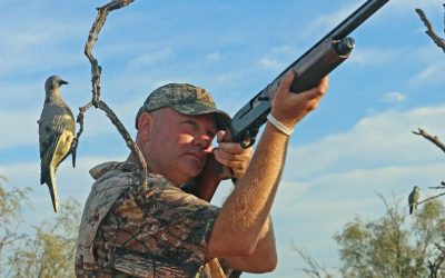 Dove Hunting Simple Tips
