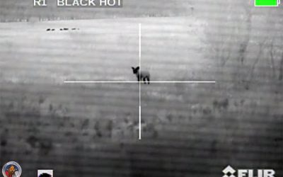 Mixed Bag – Hog and Coyote Night Hunt in Texas