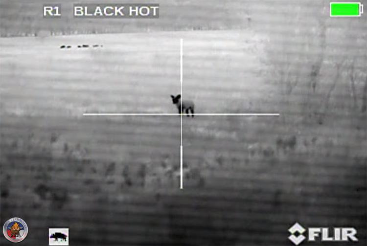 Mixed Bag – Hog and Coyote Night Hunt in Texas
